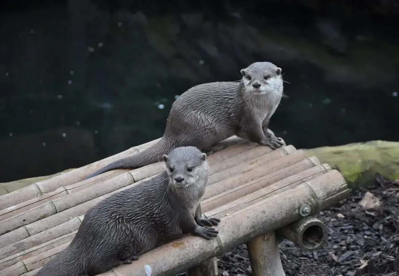 Charlie seaman OTWM Pi D9 Zk unsplash scaled